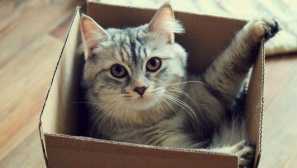 Prečo sú mačky veľmi milované balíčkami